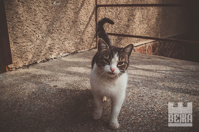 Весняні вуличні коти Франківська (ФОТО)