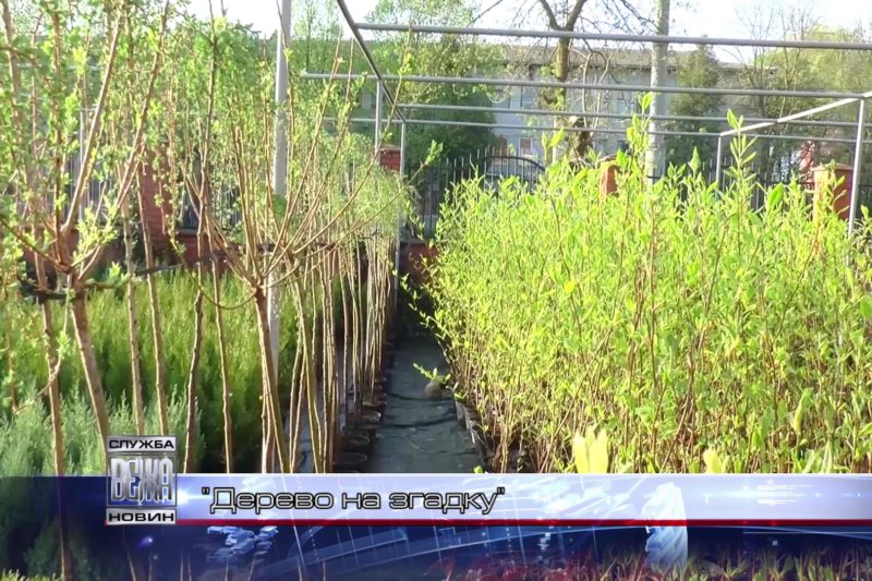 "Іменне дерево" пропонують посадити в Івано-Франківську (ВІДЕО)