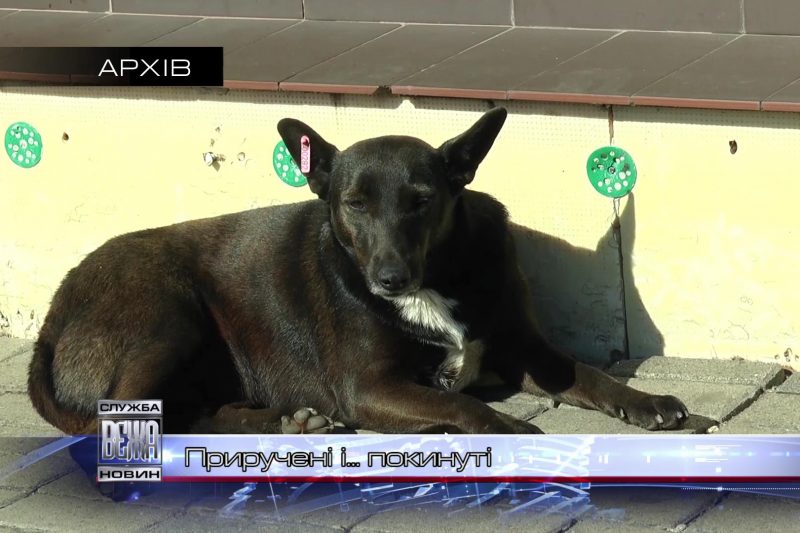 Чотирилапих "безхатьків" на вулицях Івано-Франківська поменшало (ВІДЕО)